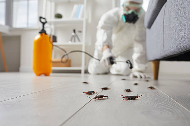 Affordable Bed Bug Control solutions in Kinsley, KS